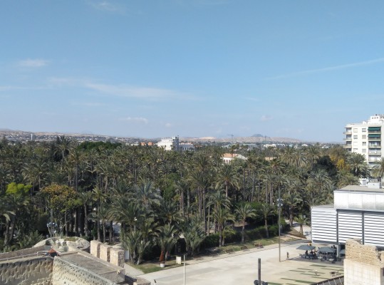 Elche externalizará poda de palmera en huertos históricos por 600.000 euros esta legislatura