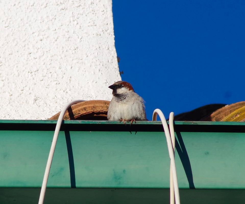 El número de gorriones en las ciudades se reduce hasta un 60% por la sustitución de césped natural por artificial