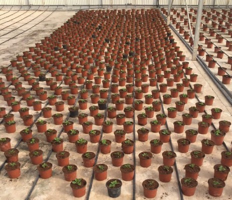 Más de 10.000 flores decorarán la Semana Santa de Lorca 