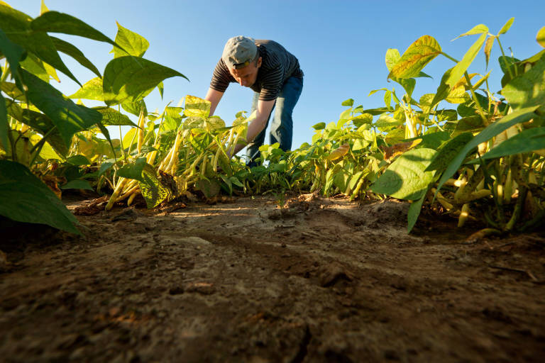 Los bajos precios agrarios, un fenómeno mundial con cierto margen de maniobra
