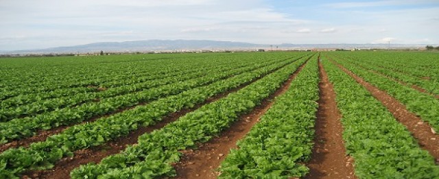 La lechuga alcanza un precio récord gracias a las Danas