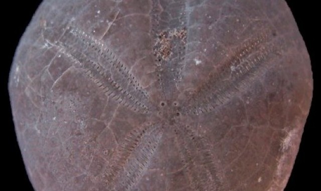 Un investigador del Ateneu Natura de Castelló identifica un nuevo tipo de erizo de mar del Cretácico
