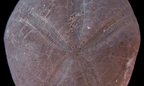Un investigador del Ateneu Natura de Castelló identifica un nuevo tipo de erizo de mar del Cretácico