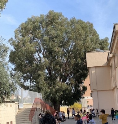 Alicante anuncia reparaciones en el colegio El Palmeral en Semana Santa