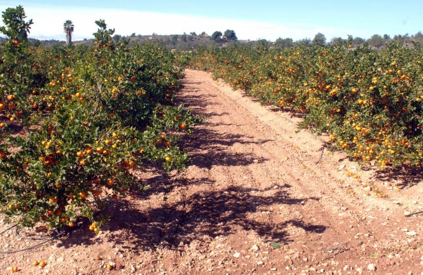 Els llauradors de Castelló esperen regar ja en març amb aigua i fertilitzants ecològics