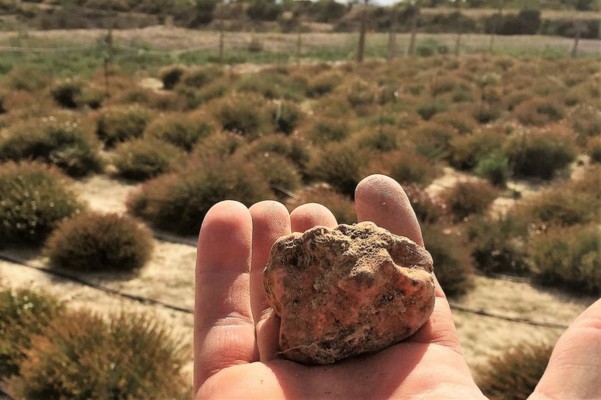 La trufa del desierto, una novedad culinaria usada por la chef María Gómez, que revaloriza terrenos semiáridos