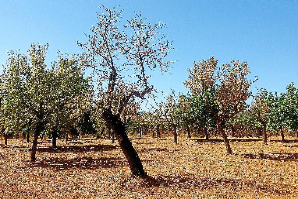 El Consell promueve la plantación de 100.000 árboles y arbustos
