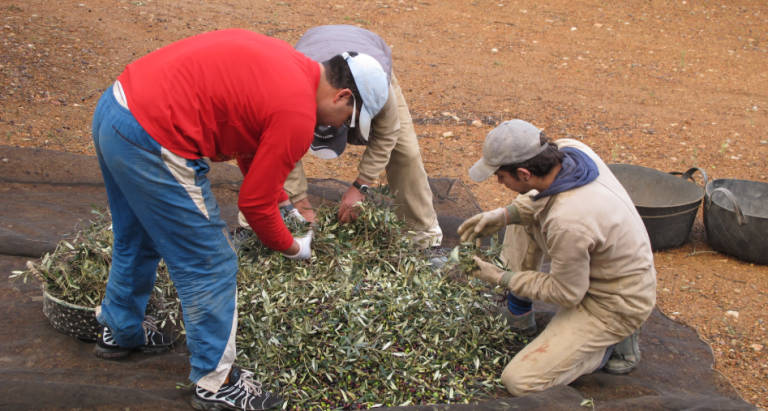 Consell y Diputación reactivan la planta de purines de Salzadella para tratar el residuo de la aceituna