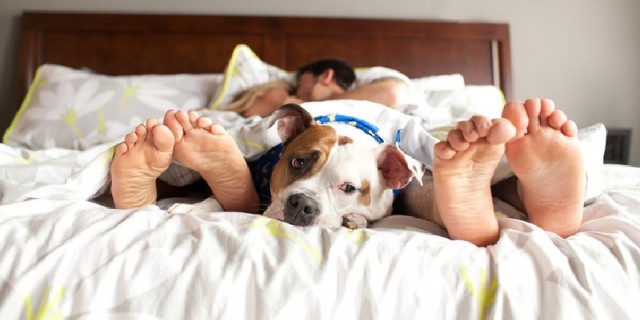 Pareja con perro