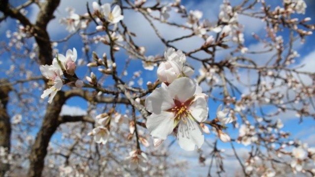 La Candelera, el Sol i la flor