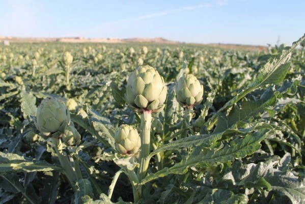 Producciones Agrícolas, la antigua Langmead, suspende pagos con una deuda de más de 10 millones