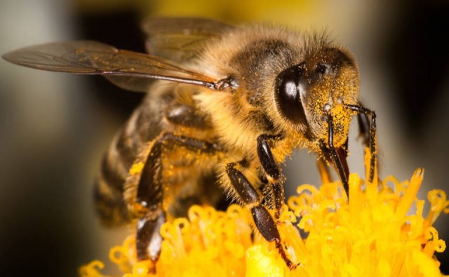 Drones del tamaño de una abeja para rescatar personas atrapadas en catástrofes 