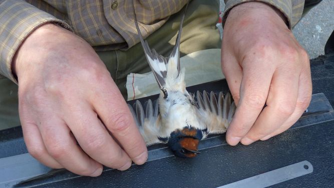 Las golondrinas de Chernóbil tienen más capacidad para defenderse de bacterias