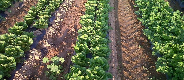 Información Agraria. Semana 4, año 2020