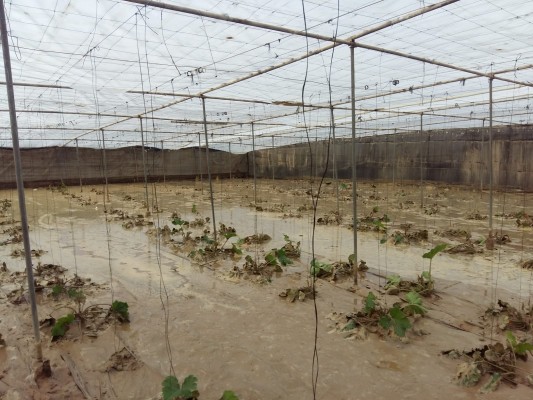 La agricultura de la Región se llevó uno de cada seis euros pagados por Agroseguro en 2019