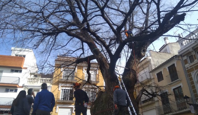 Especialistas programan nuevas acciones para la conservación del olmo centenario de Navajas