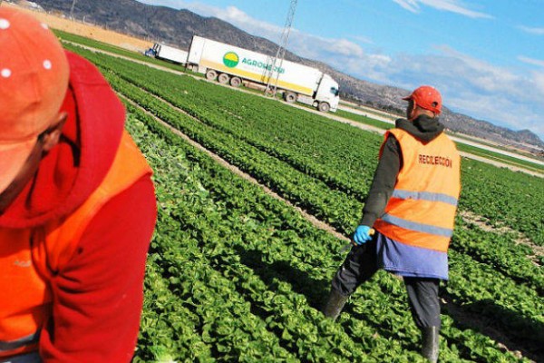 Agroherni y El Niño del Campo no logran refinanciar deudas de 36 M€ y suspenden pagos