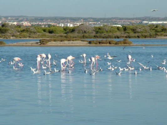 Yincanas y visitas guiadas para celebrar en San Pedro del Pinatar el Día Mundial de los Humedales