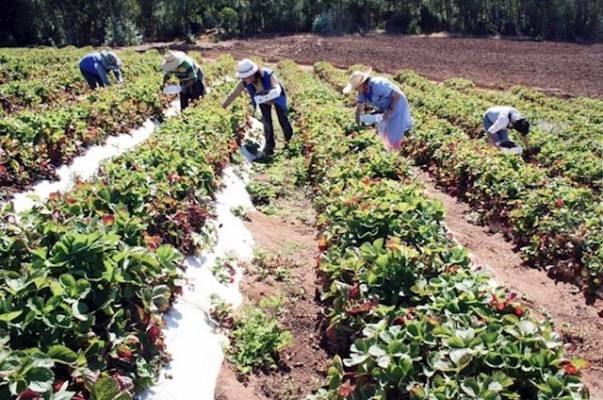 El campo teme la subida del salario mínimo: 