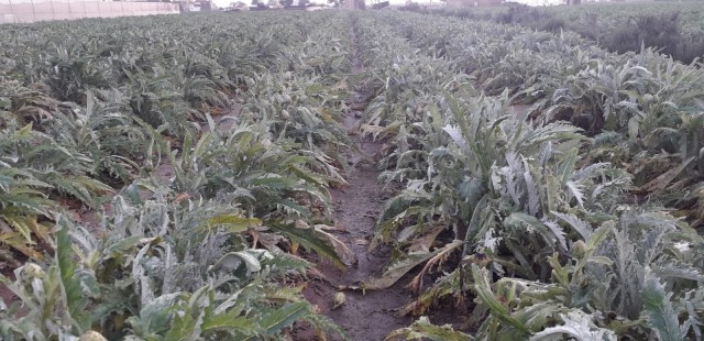  AVA-Asaja cifra en 62,6 millones las pérdidas en el campo valenciano por la borrasca Gloria
