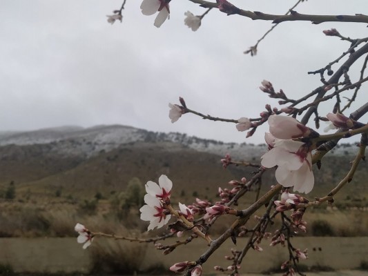 'Gloria' es benévola con el campo murciano: las lluvias y la nieve dejan el equivalente a un riego 