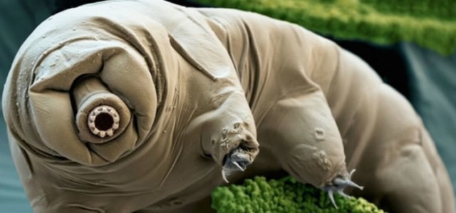 El 'tardígrado', el único animal que sobreviviría a un apagón del sol