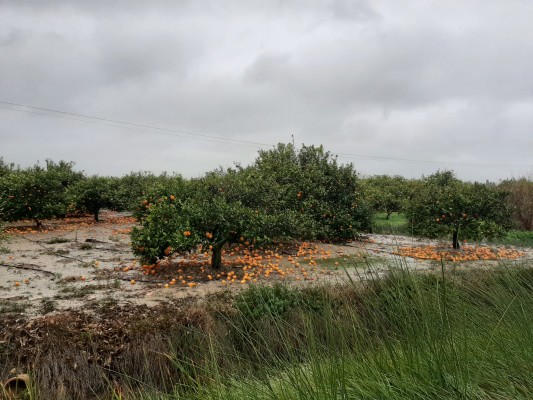 La borrasca Gloria tira al suelo hasta el 80% de la naranja de algunas parcelas de la Comunitat