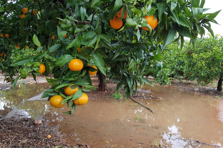 La borrasca Gloria tira al suelo el 80% de los cítricos del litoral valenciano