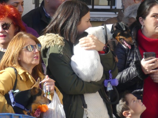 Inspectores municipales para vigilar y multar el maltrato animal en Cartagena