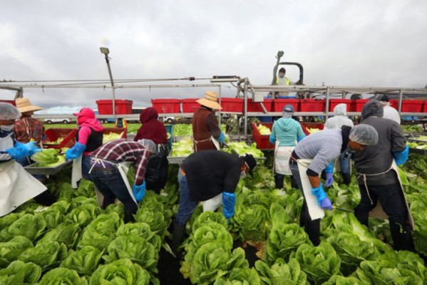 El campo se rebela contra una nueva subida del salario mínimo