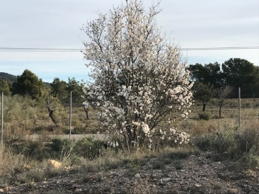 El almendro en flor adelanta la primavera