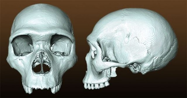 Un 'fósil virtual' revela al último ancestro común de humanos y neandertales  