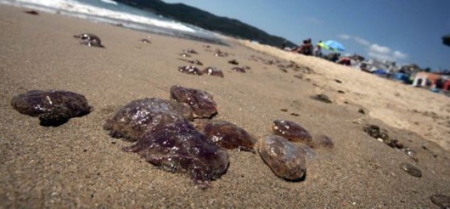 Entre el 5 y el 10% de playas del Mediterráneo español presentan medusas por encima de la media