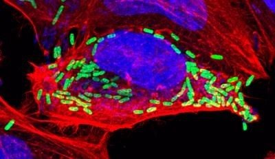 Un estudio evidencia que las bacterias son capaces de 'burlar' la muerte celular programada