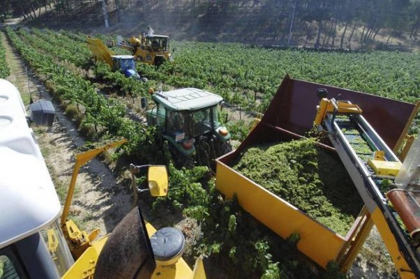 Pago de Tharsys lamenta la decisión de la DO de restringir la superficie de viña