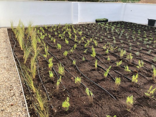 Siempreviva, lavanda y esparto comparten espacio y terraza con colectivos y vecinos en el Llano del Beal  