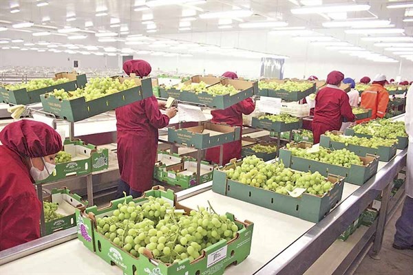 Las exportaciones hortofrutícolas aumentan un 10% en volumen y un 5% en valor hasta 13.400 M€