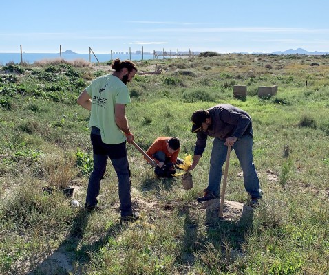 Anse y Salinera Española le dan vida al cordón dunar de la Llana en San Pedro del Pinatar