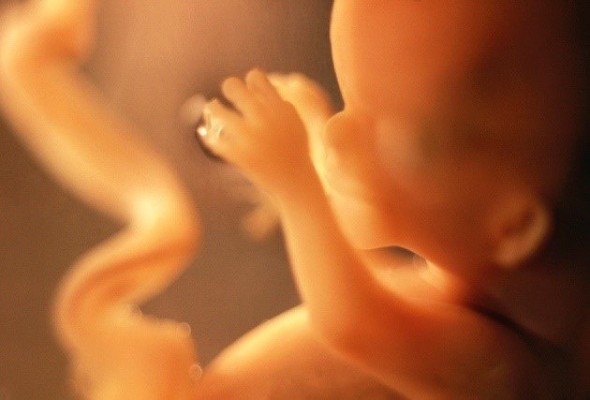 Un estudio alerta de que el virus del resfriado común puede afectar a la placenta
