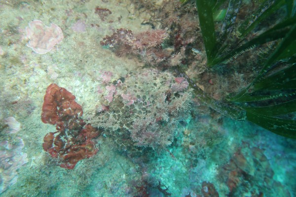 El 78% de los corales en el litoral alicantino se muestra afectado por el cambio climático

