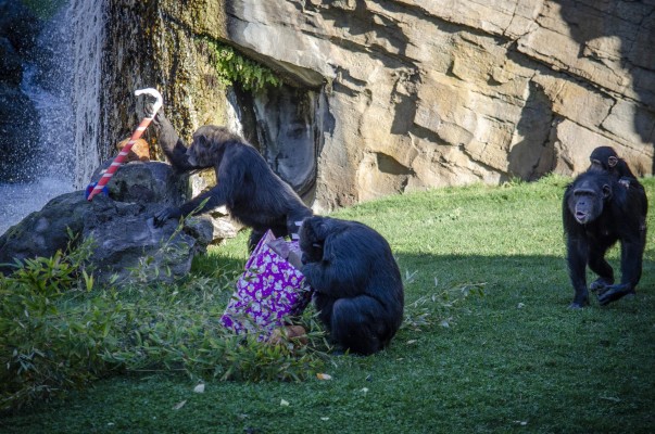 Los animales de Bioparc Valencia reciben juguetes y comida como regalo de Papá Noel