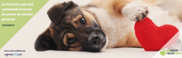 Minuevomejoramigo.com: la iniciativa que conciencia a compradores de perros para adoptar