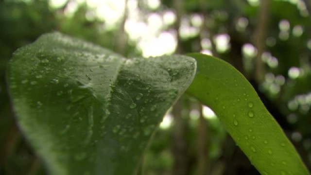 Resuelven el misterio de por qué la Amazonia es capaz de producir su propia estación lluviosa