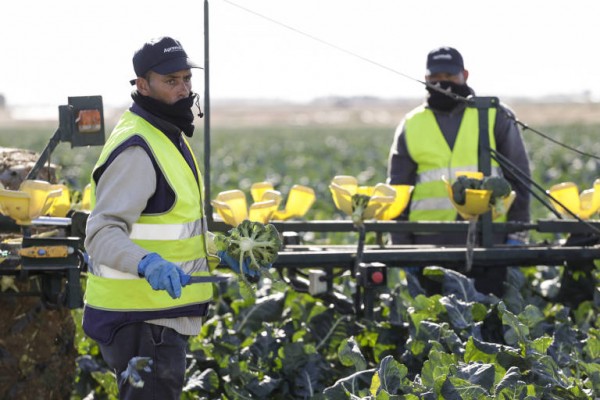 El sector agrario impulsa la afiliación extranjera a la Seguridad Social más de un 2% en noviembre