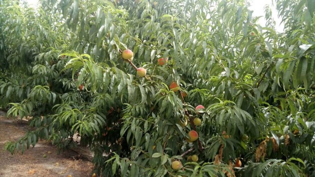 Malos tiempos para las ‘pequeñas’: la archenera Hermanos Soler Motellón también suspende pagos