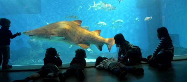 La gestora del Oceanogràfic de València compra el Acuario de Sevilla por 7 millones