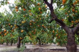 El campo valenciano se aferra al crédito y al refuerzo de ayudas públicas frente a nuevas vías de financiación