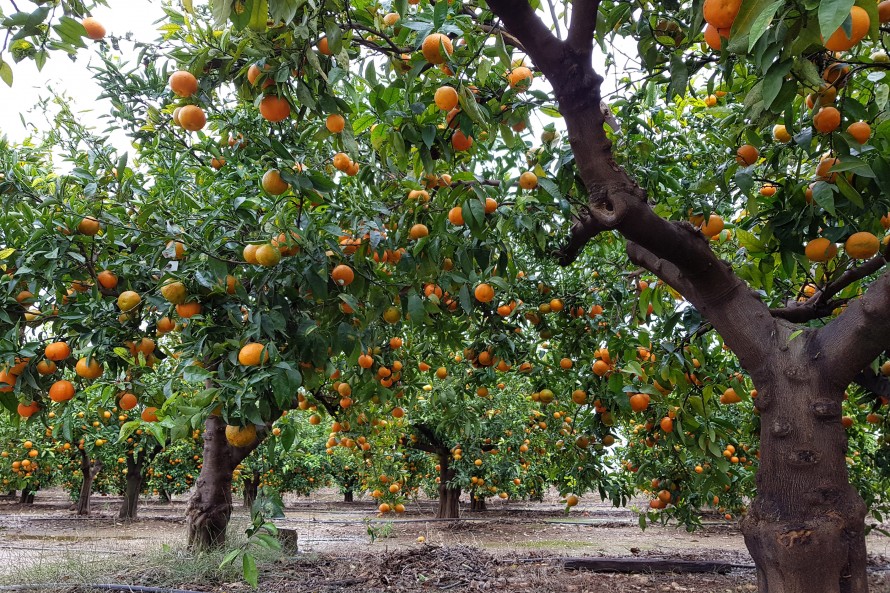 El campo valenciano se aferra al crédito y al refuerzo de ayudas públicas frente a nuevas vías de financiación