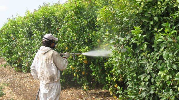 La naranja espera salvar la próxima campaña con la moratoria del principal insecticida