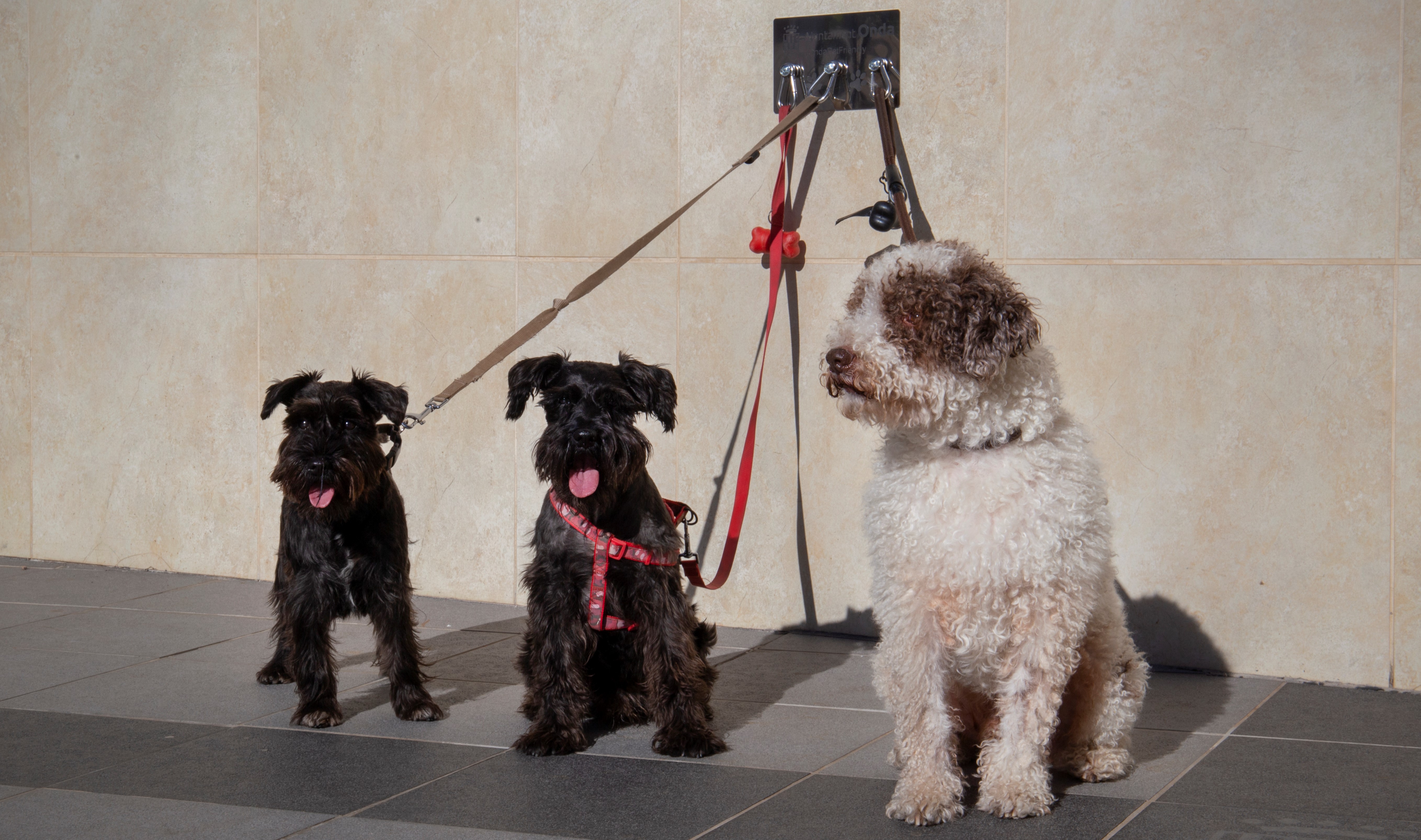Onda instala argollas en los edificios municipales para poder dejar a las mascotas